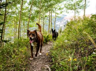Two dogs runing down a thin dirt trail surrounded by green grass and bright aspen trees with a red rock formation in the background.