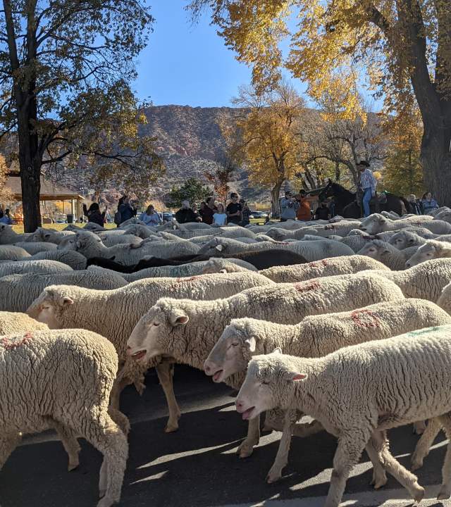 A herd of sheep make their way down Main Street for the annual Livestock and Heritage Festival in Cedar City, Utah.